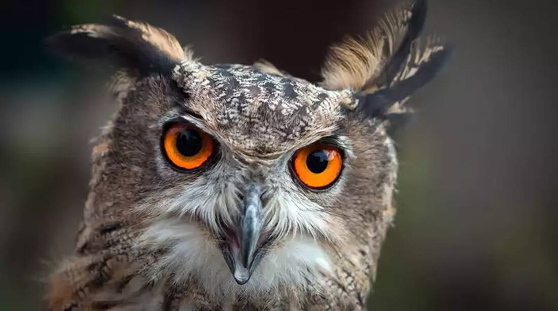 Klus Balsthal – edition filidor