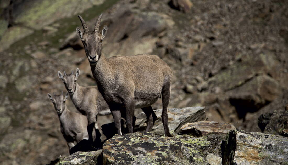 Weissmies – edition filidor